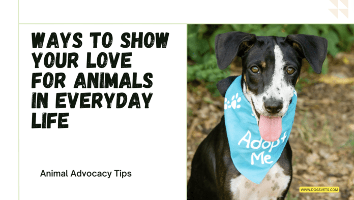 Ways to Show Your Love for Animals in Everyday Life